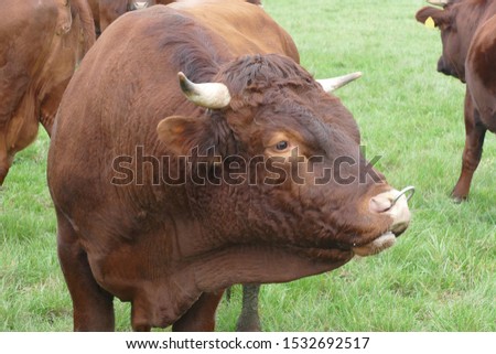 The Red cattle of the Harz mountains (Harzer Höhenvieh) is a rare, unicoloured red cattle breed from the Harz mountains in Germany - near Garbsen Osterwald, Lower Saxony, Germany