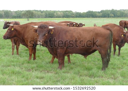 The Red cattle of the Harz mountains (Harzer Rotvieh) is a rare, unicoloured red cattle breed from the Harz mountains in Germany. They serve the purposes of providing milk, beef and draught power.