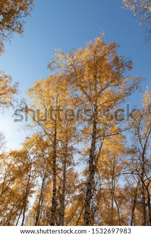 Autumn landscape. Yellow birch leaves against the blue sky.