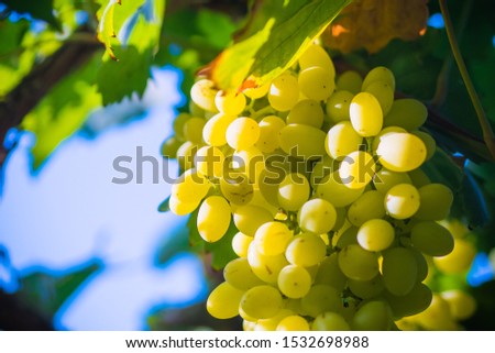Green grapes with leaves.Fresh fruit grapes.Grapevine.Vineyard