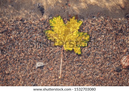 one yellow maple leaf in water