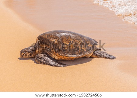 Sea turtle crawling up sandy beach from ocean