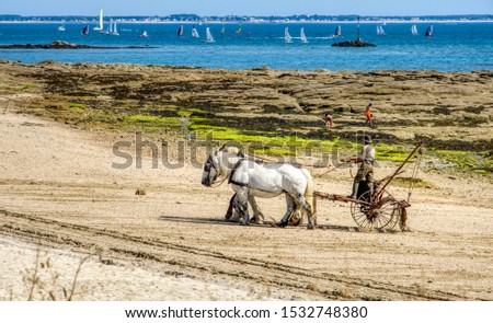 Towed horses on the Pointe du Conguel beach on the Quiberon peninsula in Brittany Royalty-Free Stock Photo #1532748380