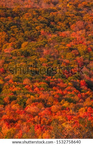 Portrait aerial photo of a bunch of colorful trees on a mountain. Stunning fall foliage - red, orange, yellow and green. Shot in Bromont, Quebec, Canada. 