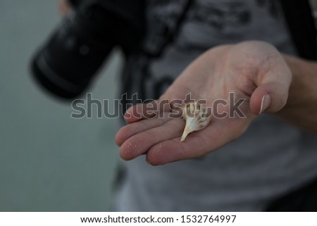 Handing a sea shell at the beach at sunset dusk twilight marina ocean moody hand photographer showing off what they found