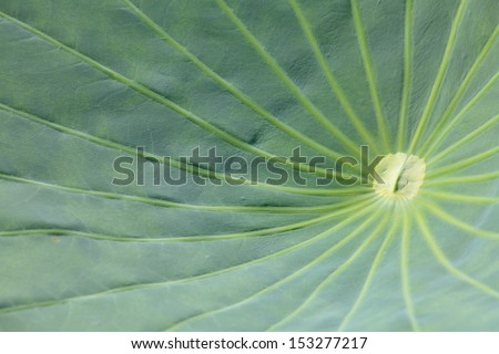 lotus leaf