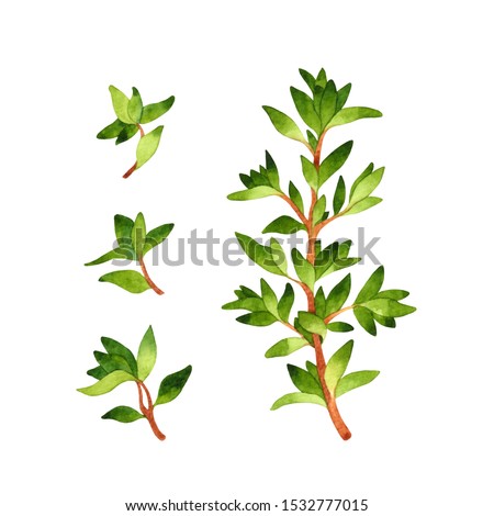 Isolated watercolor fresh thyme on white background