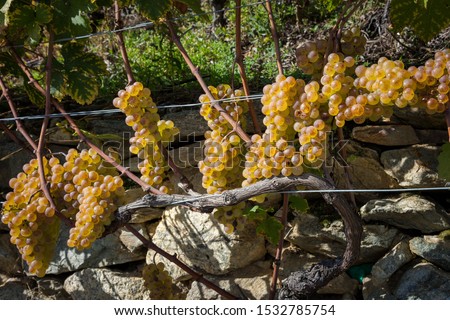 Petite Arvine grape variety in Terraced vineyards above Martigny in Valais Switzerland Royalty-Free Stock Photo #1532785754
