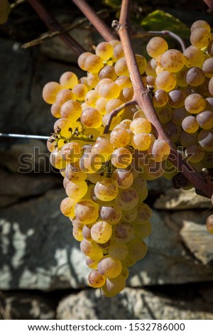 Petite Arvine grape variety in Terraced vineyards above Martigny in Valais Switzerland Royalty-Free Stock Photo #1532786000