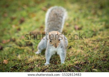 A Brown squirrel with a fluffy tail looks at the camera In Princes Street Gardens, Edinburgh, Scotland, UK