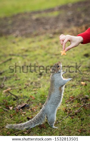 A brown squirrel stands on her back legs as she stretches her body to reach out to food held by a woman’s hand in Princes Street Gardens, Edinburgh, Scotland, UK