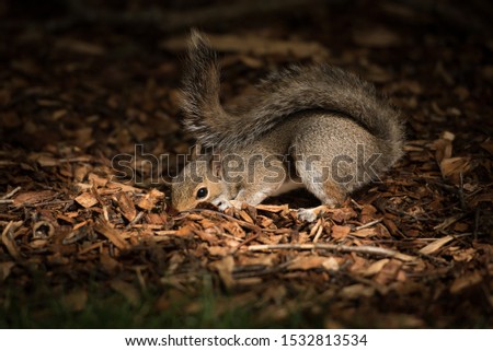 A brown squirrel buries its head partially in a blanket of dry brown leaves as she sniffs the ground in Princes Street Gardens, Edinburgh, Scotland, Uk