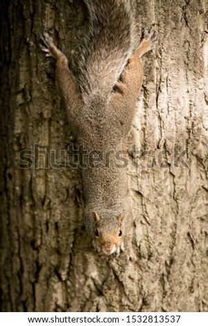 A brown squirrel hangs upside down while holding on to a tree trunk in Princes Street Gardens, Edinburgh, Scotland, Uk, as she looks straight into the camera