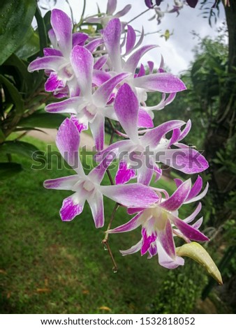 tropical fresh orchid flowers and green leaves texture nature pattern background macro image