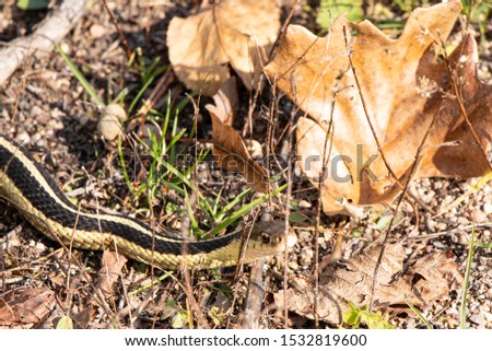 garter snake in fall foliage, Minnesota