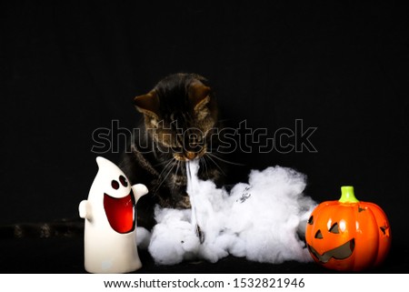 A tabby and white cat with green eyes playing with fake spider web and Halloween decorations against a black background