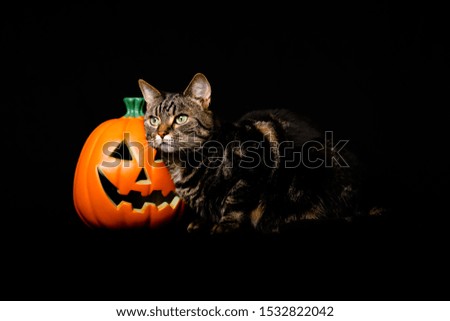 A tabby and white cat with green eyes standing next to a jack o lantern against a black background