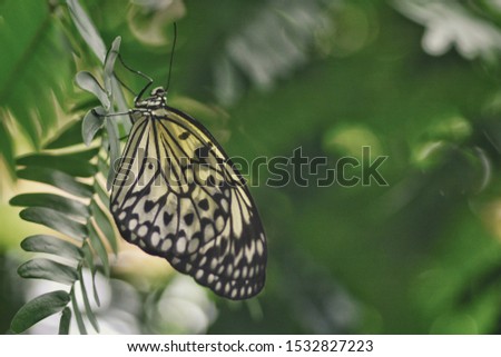 Beautiful Colourful butterfly wildlife photography macro