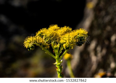 A Yellow flower macro photografy.