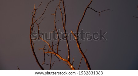 Some old curvy branches of a tree with sky background