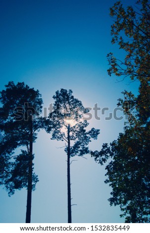 
the sun's rays through the pine trees
