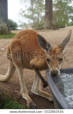 Kangaroos are thirsty and drink water