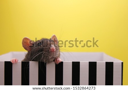 A black rat peeks out of the box. Symbol of the New year 2020.  Happy New Year. 