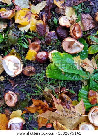 Fallen nuts and leaves of chestnut tree on the ground
