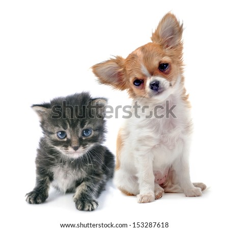portrait of a cute purebred  puppy chihuahua and tabby cat in front of white background