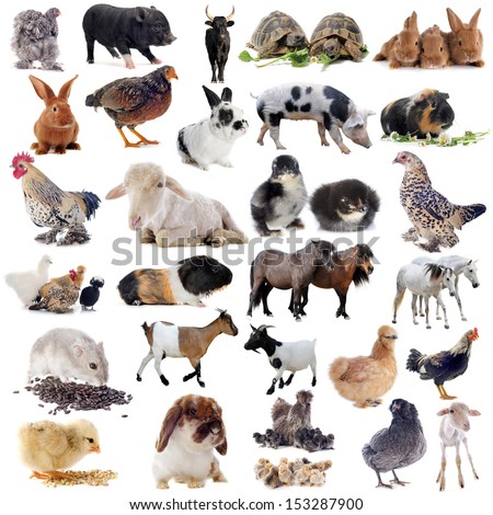 farm animals in front of white background Royalty-Free Stock Photo #153287900