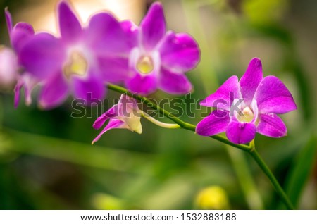 the beauty of the moon orchid (Phalaenopsis amabilis), a tropical plant that is commonly used for decoration, the picture is good for printing or for wallpaper