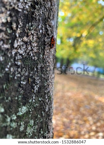 A red beetle crawls on a tree on a blurred background. Soldier beetle.Bug soldier on a tree trunk, red and black beetle, super macro mode.red beetle close up against a blurred autumn tree