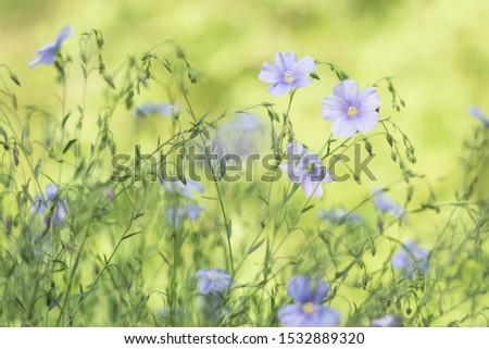 Tender wild spring blue flax flowers on a beautiful blurred natural background. Selective focus