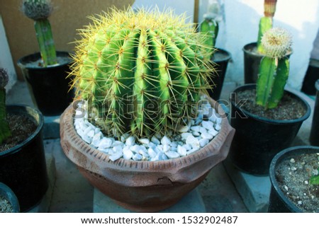 These are some of photoshoots of Cactus