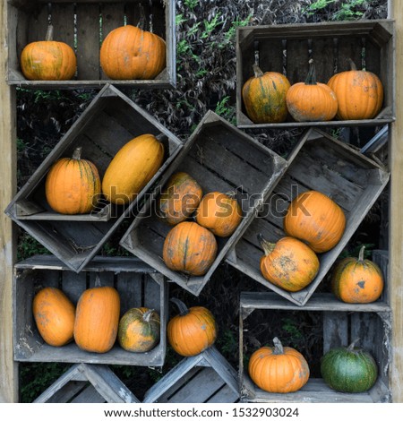 pumpkins in a square composition