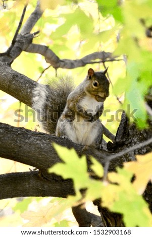 Grey Squirrel in tree with nut