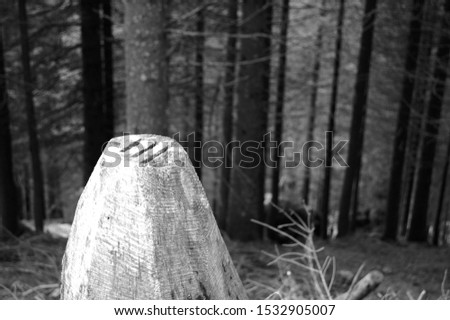 Black and white picture of a trunk with symbols carved on it in the woods. Trees and forest in Backround.