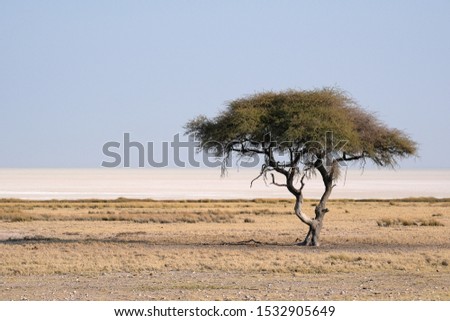 Etosha pan during winter season, Namibia