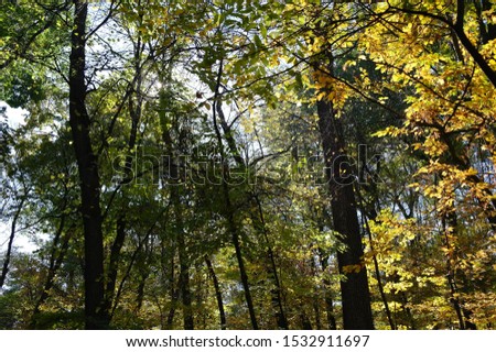 Autumn  landscape,  the forest, trees, soft focus processing
