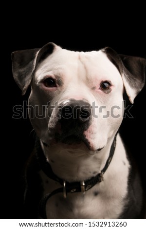 adorable black and white pit bull dog three