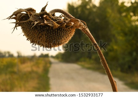 A dead sunflower on the road