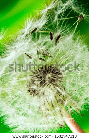 Dandelion in close-up with green background