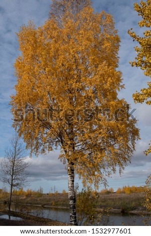 Autumn. Birch with yellow leaves. Blue sky and river.
