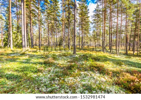 Beautiful forest in mountain area in Sweden in autumn colors with beautiful soil vegetation of blueberry bushes and small shrubs among the tall conifers in the warm light of the setting sun