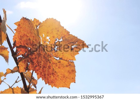 vine leaf in the sunshine