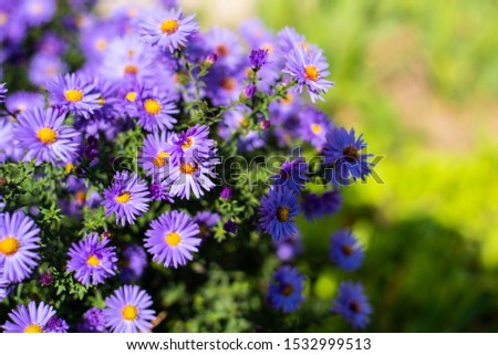 Beautiful purple flowers grow in autumn and greet many people with their beauty. On the flowers are ladybugs. Copy space. Top view
