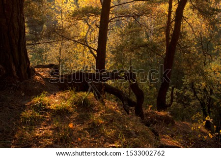 Fantastic and fabulous landscape with a deep ravine and bright autumn trees lit by the evening sun. Great lighting and colors.