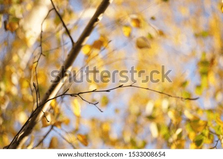 Dry birch branch on the blurred background of an golden autumn leaves and blue sky.