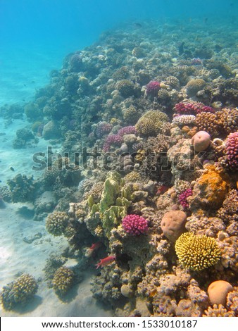 Shallow tropical ocean and healthy coral reef. Colorful vivid corals and swimming fish. Scuba diving on reef, underwater photography. Marine wildlife, travel picture.