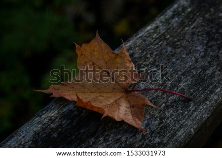 Beautiful autumn landscape with yellow leaves. Falling leaves natural background .Autumn season concept